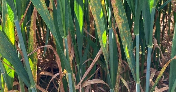Brown rust at an RL winter wheat site in Norfolk 